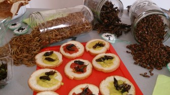 Gastronomie : les insectes sont nos amis