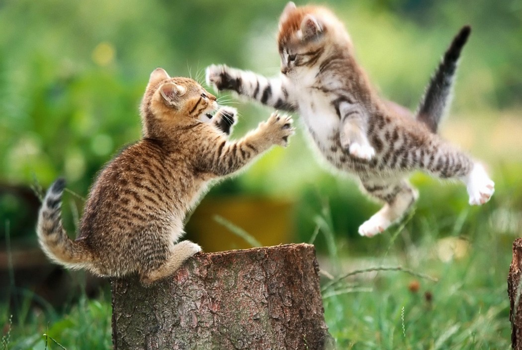 kitten-fight