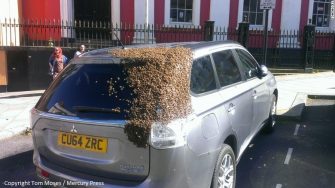 Une Outlander et les abeilles #insolite
