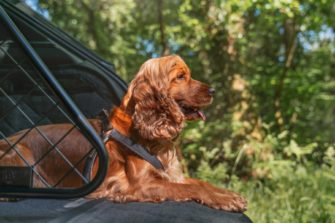 Bentley Bentayga : quand le luxe s’adresse (aussi) au chien de la famille