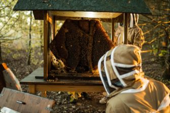Chez Lamborghini, 800 000 abeilles veillent sur l’environnement… et sur les supercars